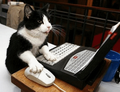 GIF de um gato programador